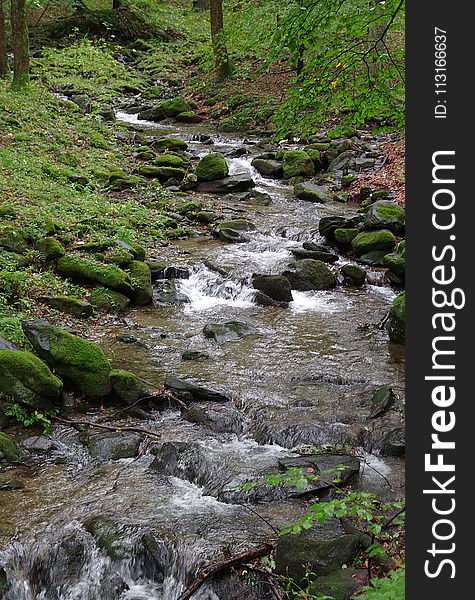 Stream, Water, Nature, Creek