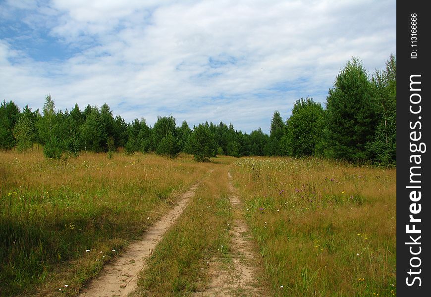 Path, Ecosystem, Road, Grassland