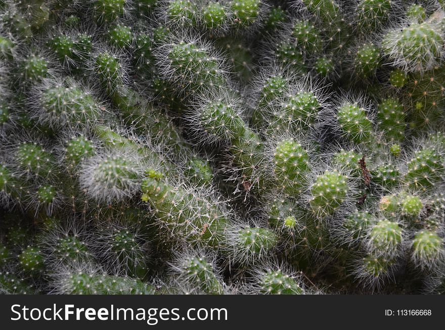 Plant, Vegetation, Cactus, Thorns Spines And Prickles