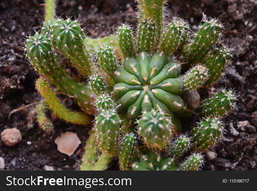 Plant, Vegetation, Cactus, Acanthocereus Tetragonus
