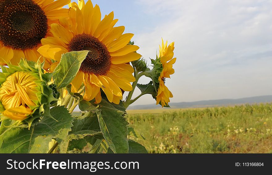 Sunflower, Flower, Yellow, Field