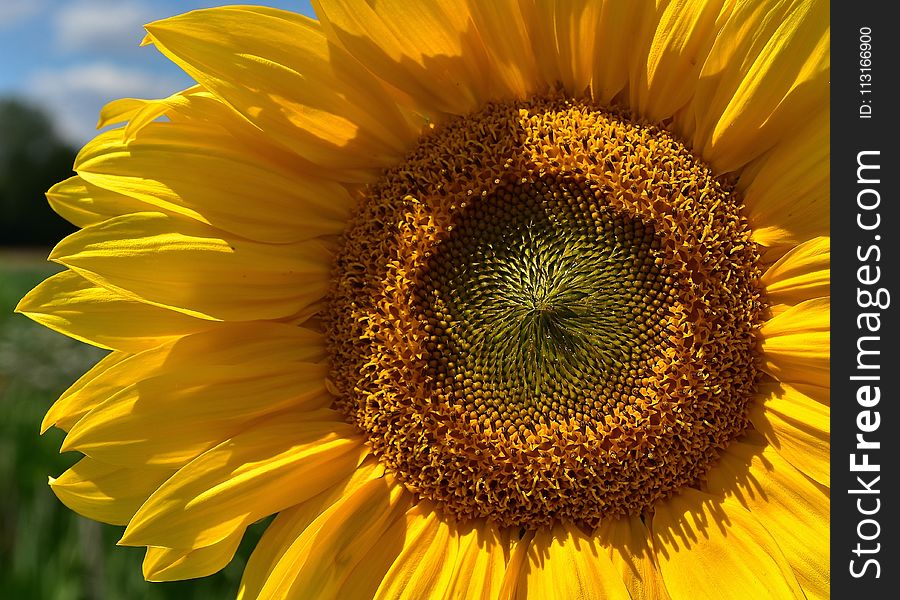 Sunflower, Flower, Yellow, Sunflower Seed