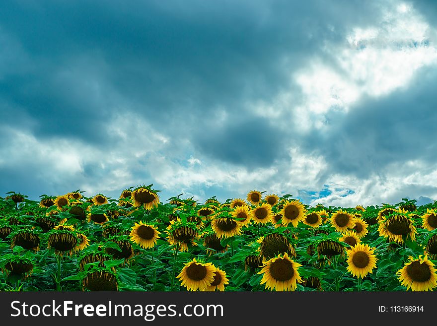 Sky, Flower, Sunflower, Field