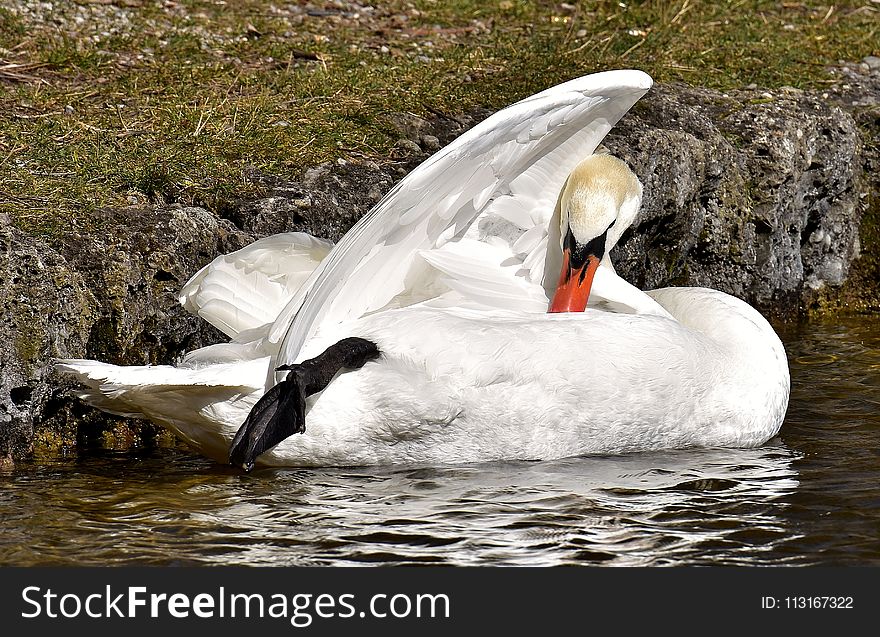 Bird, Swan, Water, Water Bird