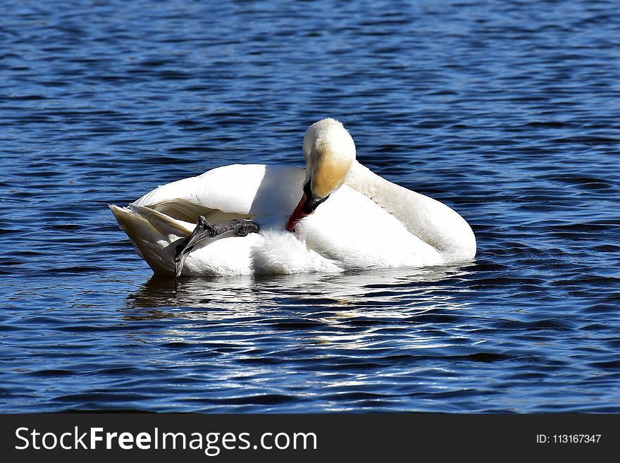 Bird, Swan, Water Bird, Ducks Geese And Swans