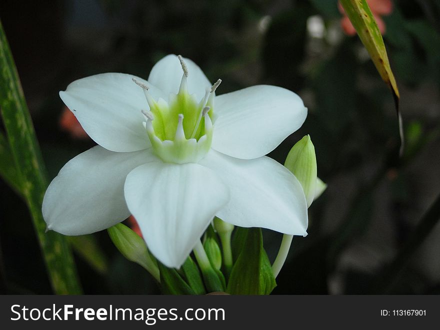 Flower, Plant, White, Flora