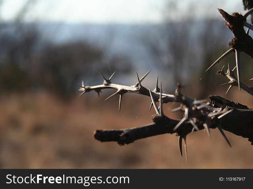 Branch, Twig, Wire Fencing