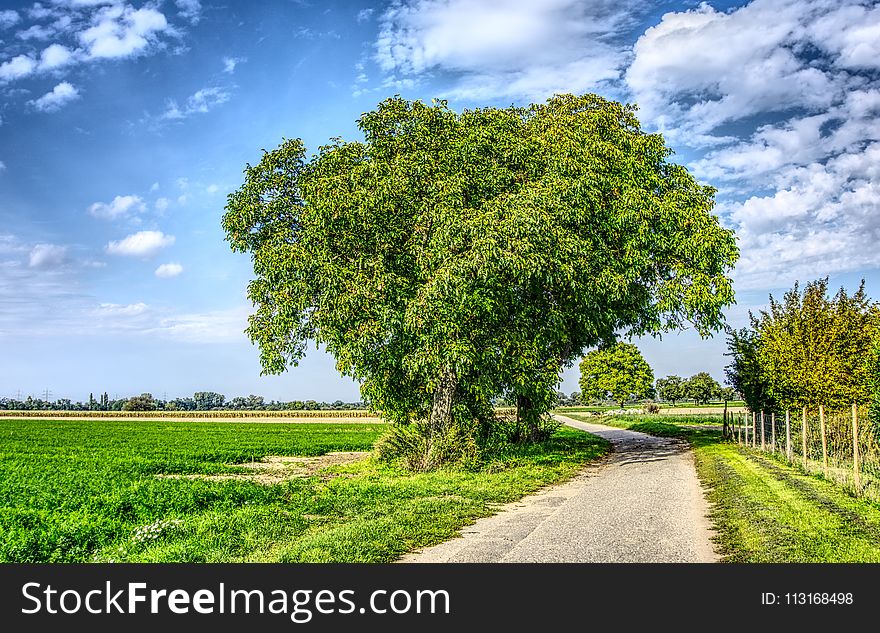 Sky, Tree, Field, Vegetation