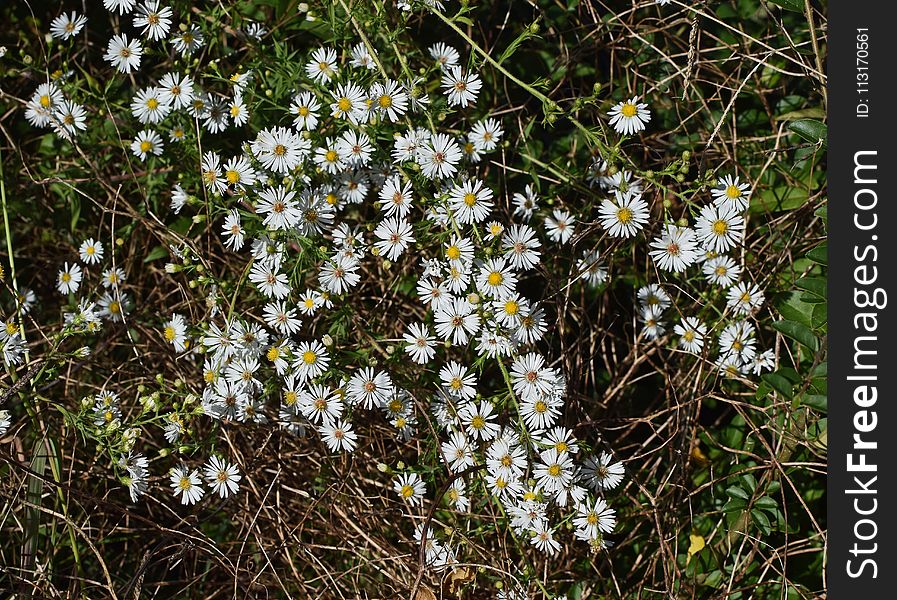 Flower, Plant, Flora, Flowering Plant