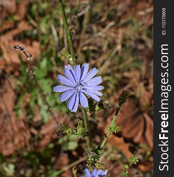 Plant, Flora, Chicory, Flower