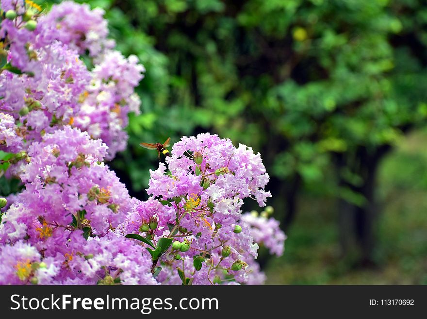 Flower, Plant, Flora, Flowering Plant