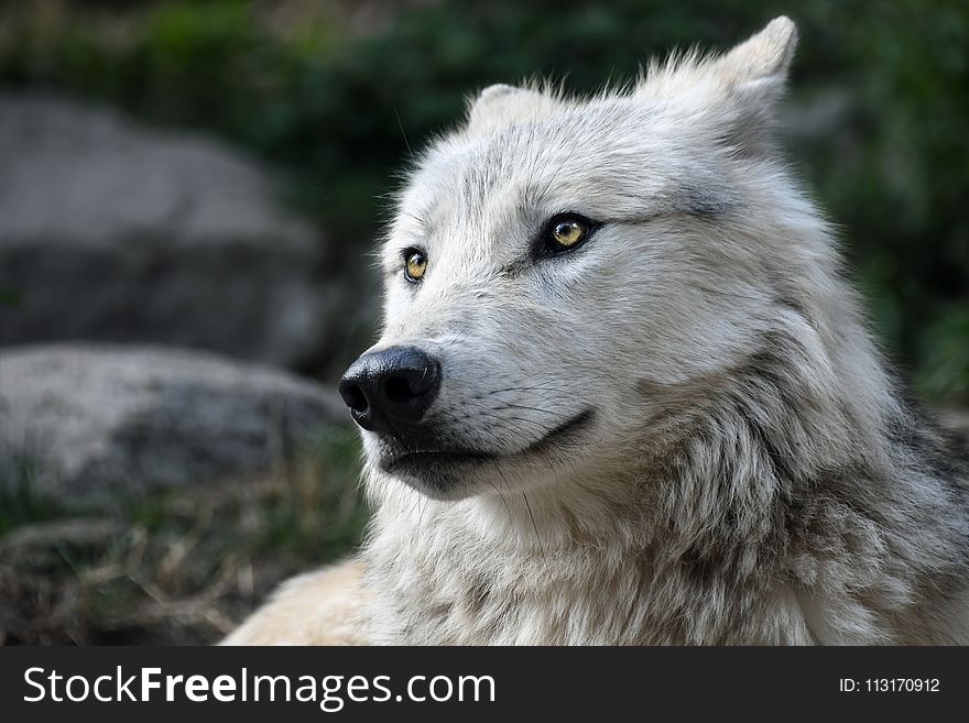 Wildlife, Wolf, Canis Lupus Tundrarum, Fauna