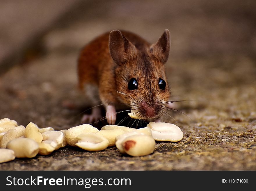 Mouse, Fauna, Mammal, Wildlife