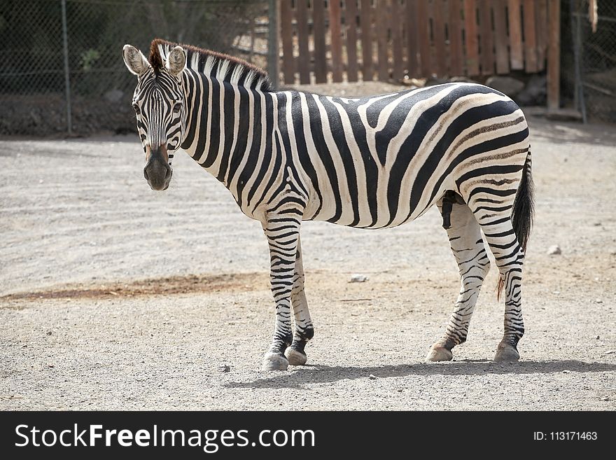 Zebra, Wildlife, Terrestrial Animal, Fauna