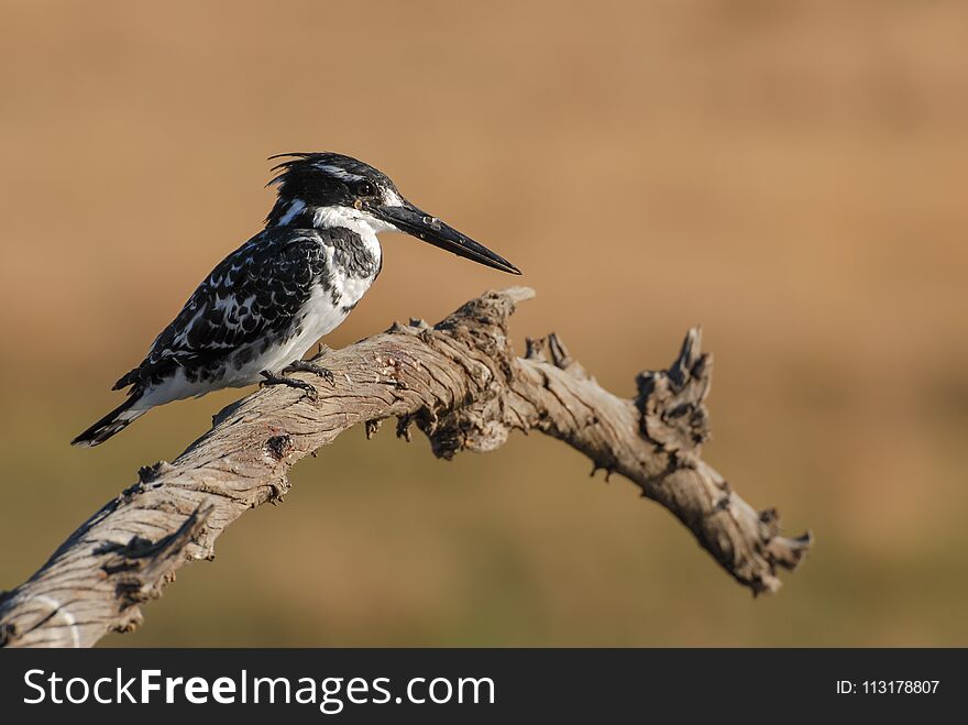 Black and white pied kingfisher bird on dead branch