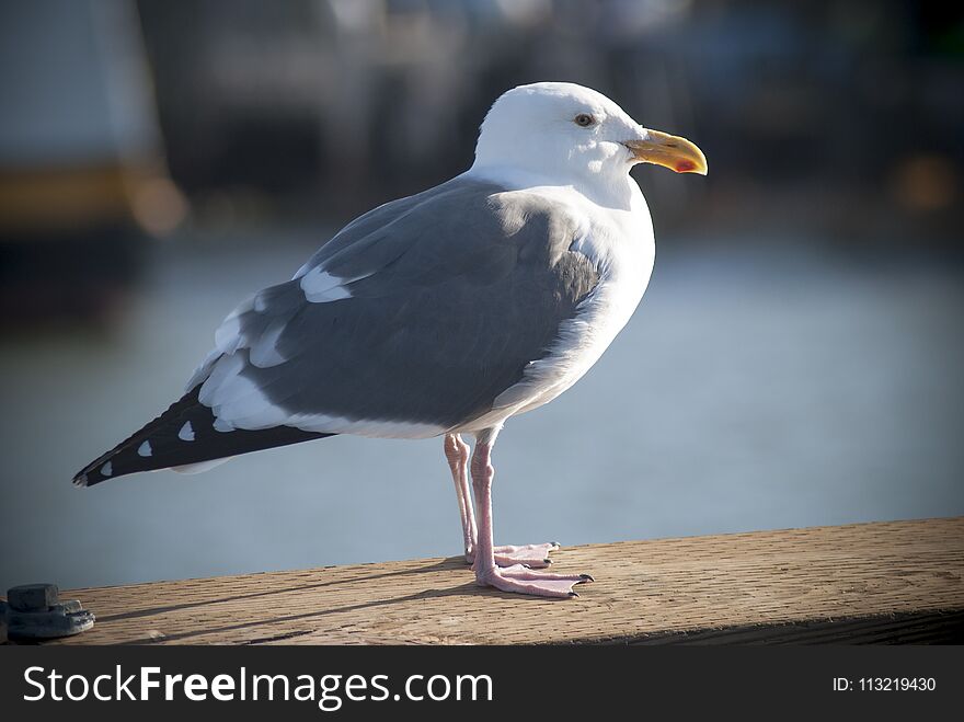 Pacific Gull perched on a wooden pier