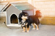 Cute Happy Black Dog Near His House On A Sunny Day. Dog Booth, House For An Animal Royalty Free Stock Images