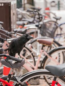 Crow On The Bicycle Royalty Free Stock Image