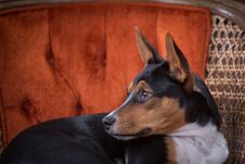 Rat Terrier Profile Portrait Royalty Free Stock Images