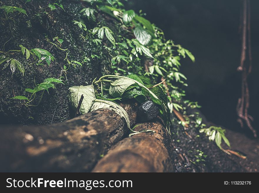 Photo of Green Plants