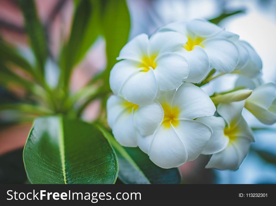 Closeup Photo of White Petaled Flowers
