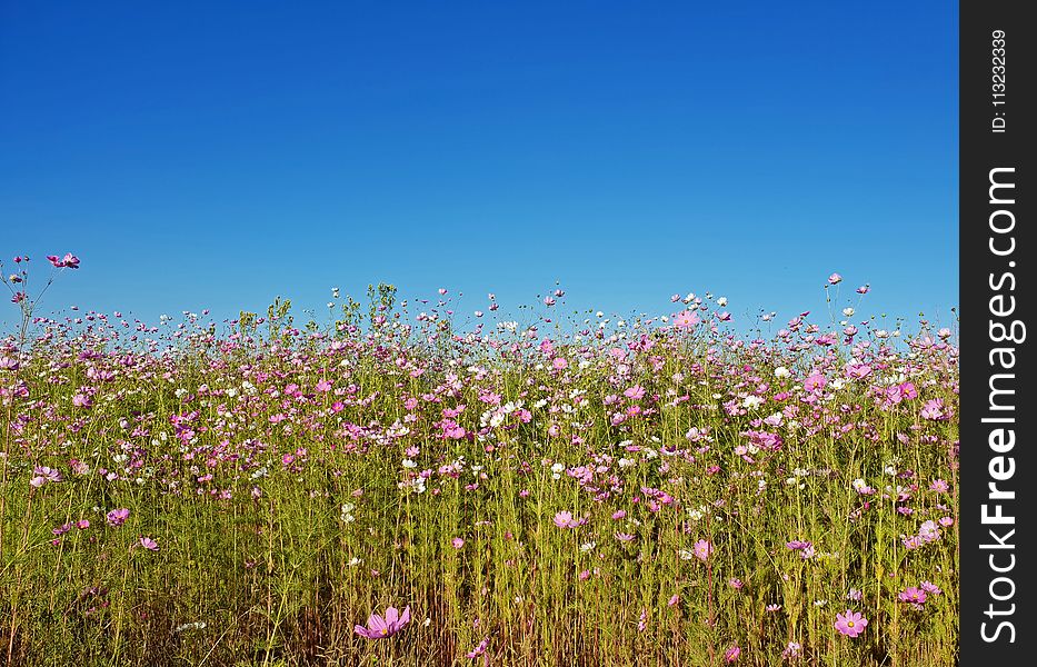 Photography of Flowers Under Clear Sky