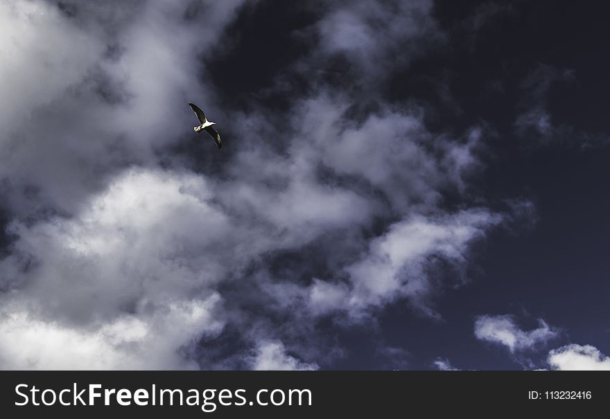 Low Angle Photography of Grey Flying Bird