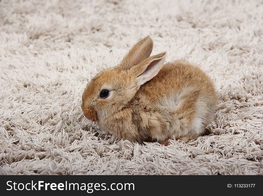 Young beige domestic bunny, rabbit sitting on a carpet in the house. Young beige domestic bunny, rabbit sitting on a carpet in the house.