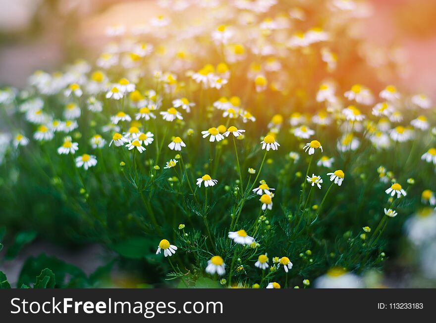 Field of chamomile close-up. beautiful meadow on a sunny day. summer flowers. nature wallpaper. nature