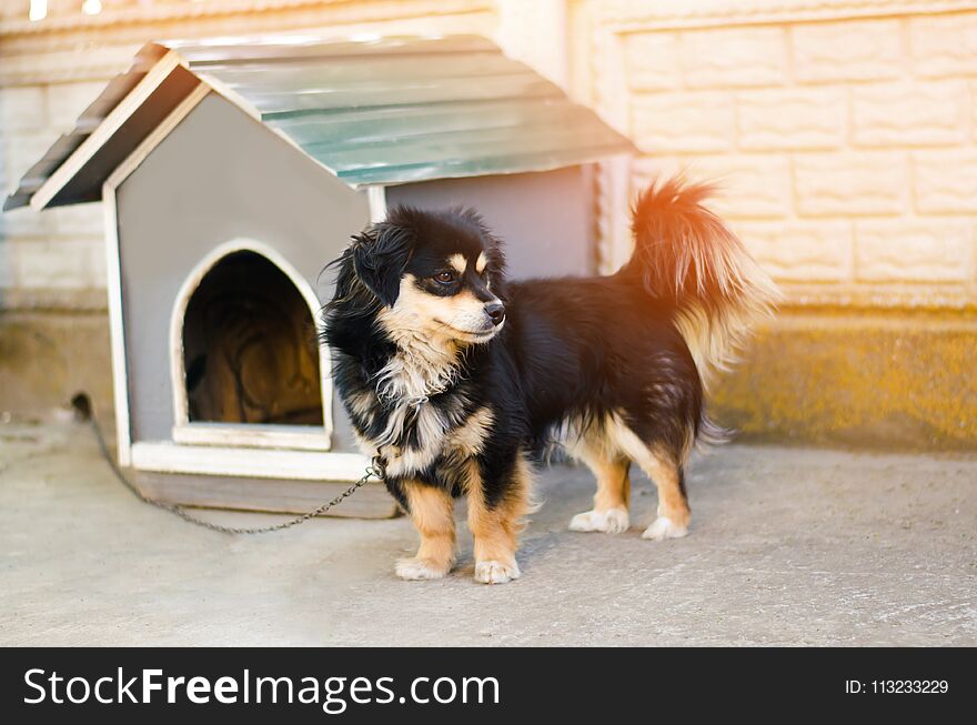 Cute happy black dog near his house on a sunny day. dog booth, house for an animal