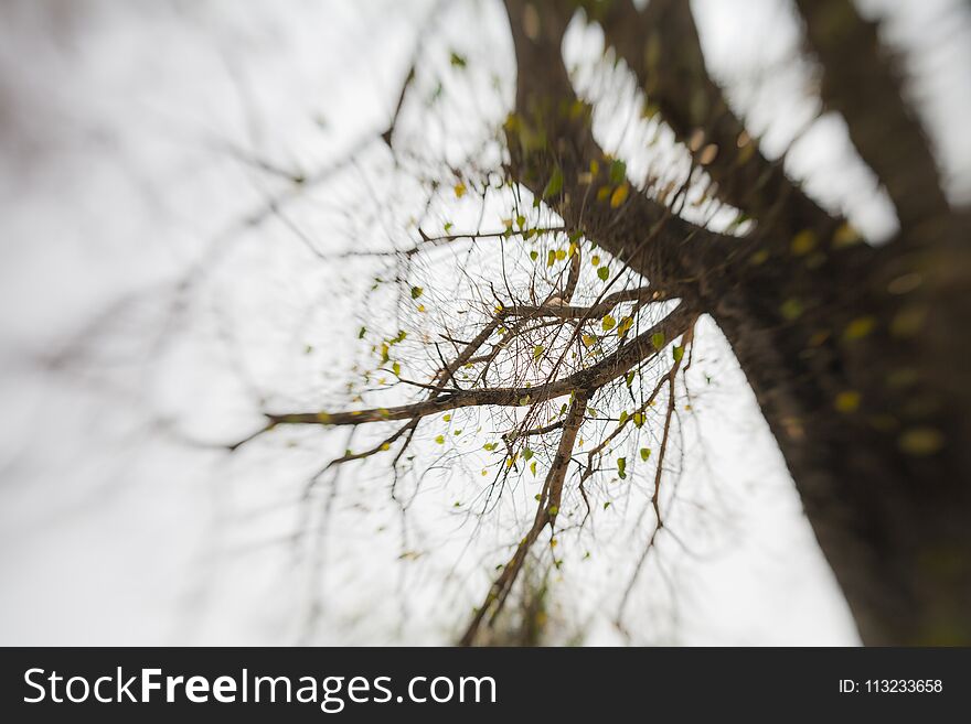 Abstract Background , Abstract Forest / Photo Of Trees In Tropical Forests