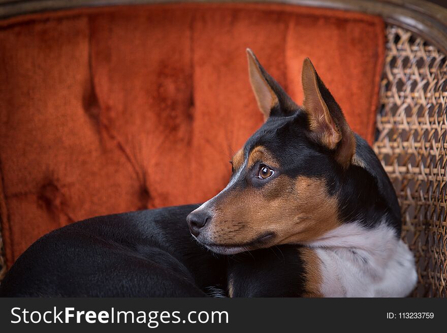 Studio profile portrait of a Rat Terrier 6-month-old puppy on an burnt orange wicker chair. Studio profile portrait of a Rat Terrier 6-month-old puppy on an burnt orange wicker chair.