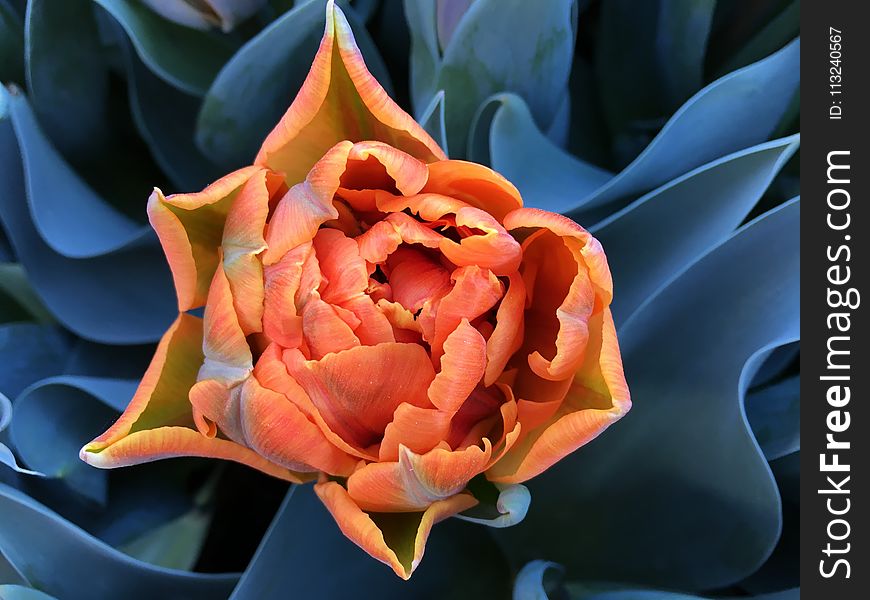 Flower, Plant, Orange, Flora