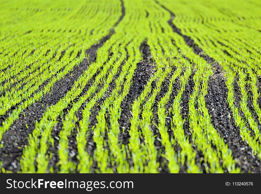 Field, Agriculture, Crop, Grass Family