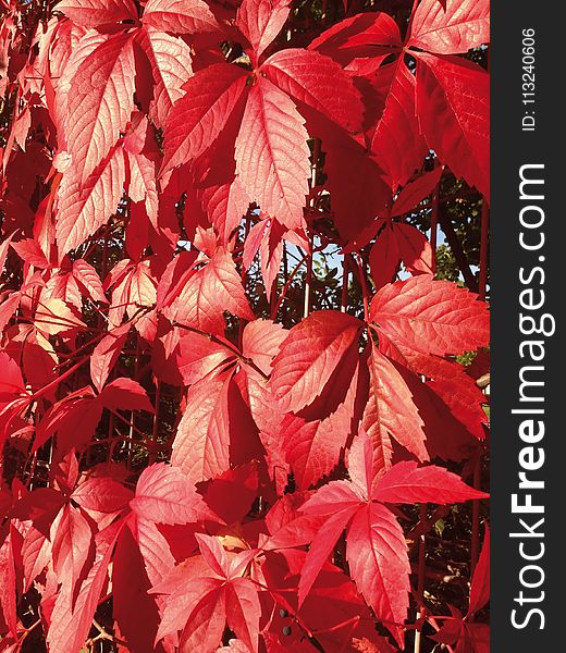 Red, Leaf, Autumn, Deciduous