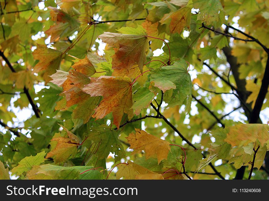 Leaf, Autumn, Tree, Deciduous