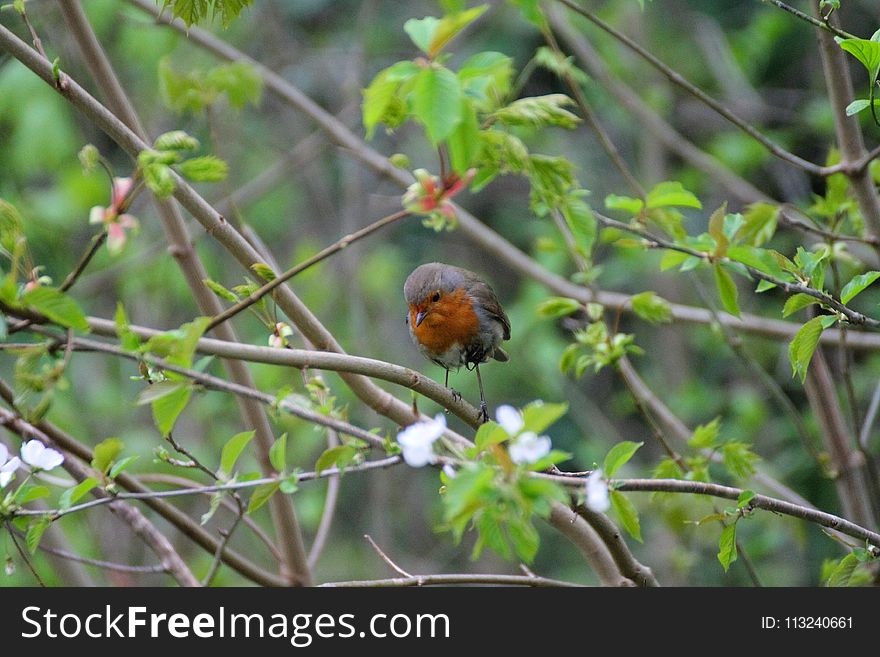 Fauna, Bird, Branch, Flora