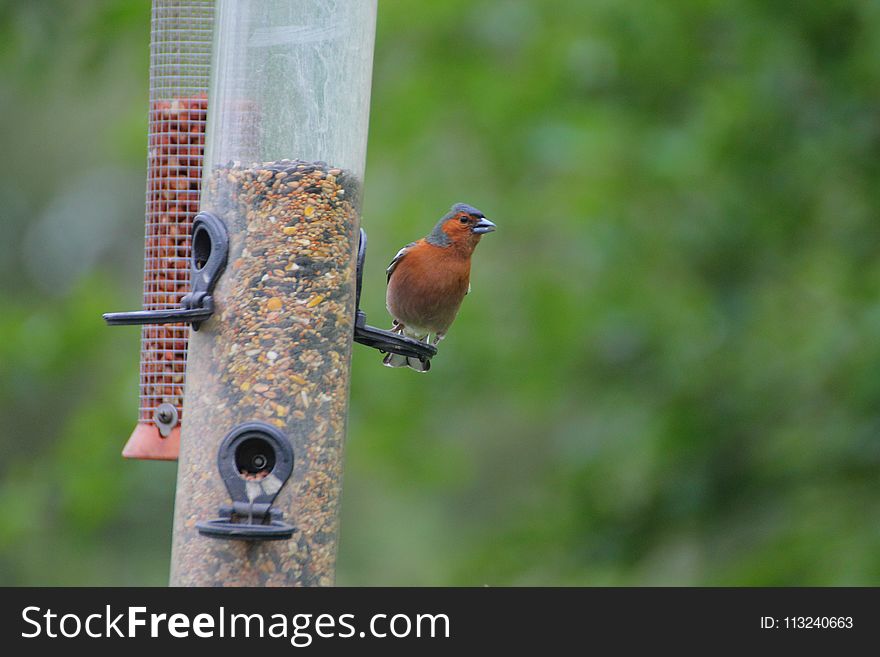 Bird, Fauna, Beak, Bird Feeder