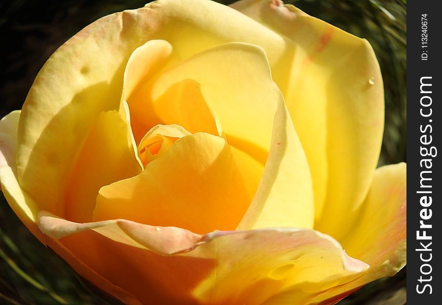Yellow, Flower, Rose Family, Rose