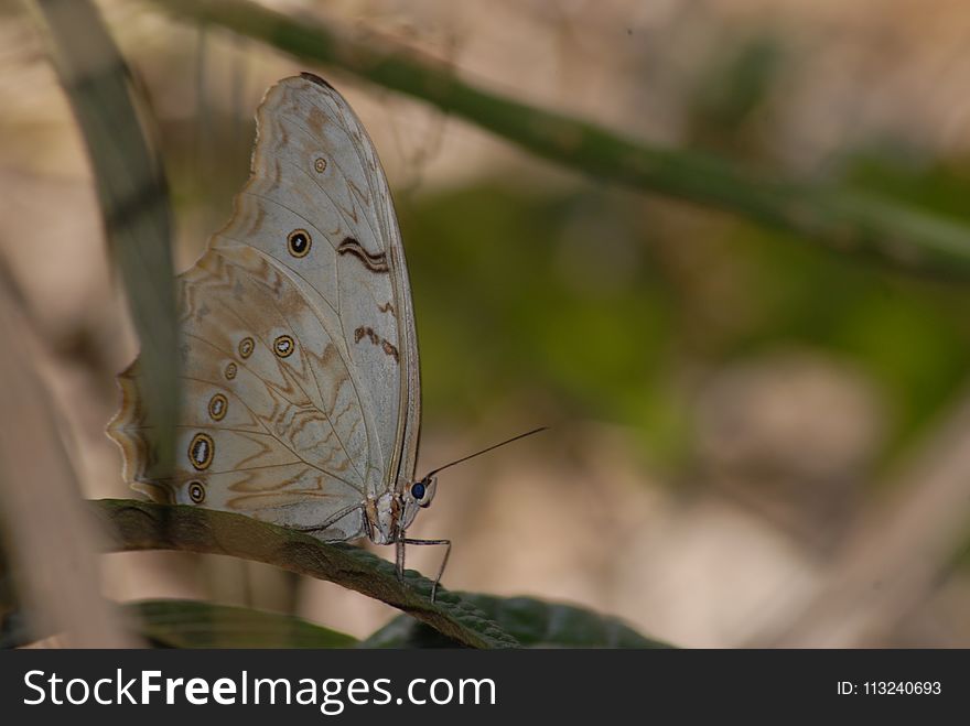 Butterfly, Moths And Butterflies, Insect, Fauna