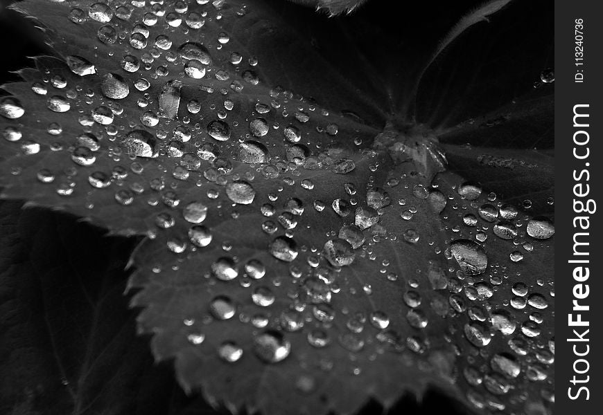 Water, Drop, Black And White, Black