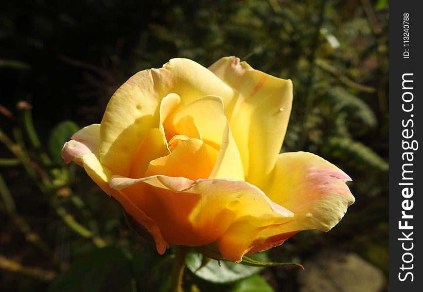 Rose Family, Flower, Rose, Yellow