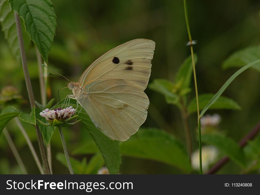 Butterfly, Moths And Butterflies, Insect, Lycaenid
