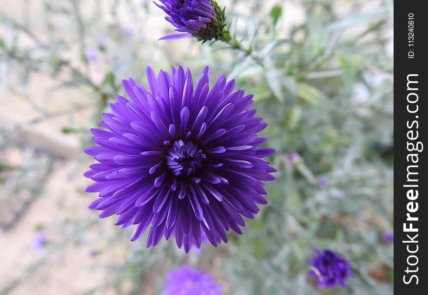 Flower, Purple, Aster, Violet