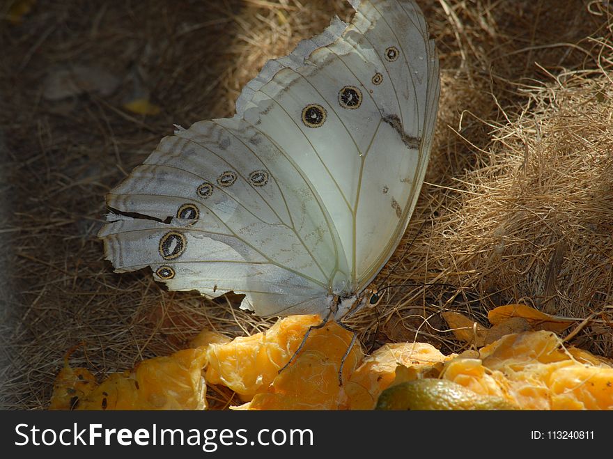 Moths And Butterflies, Butterfly, Insect, Invertebrate