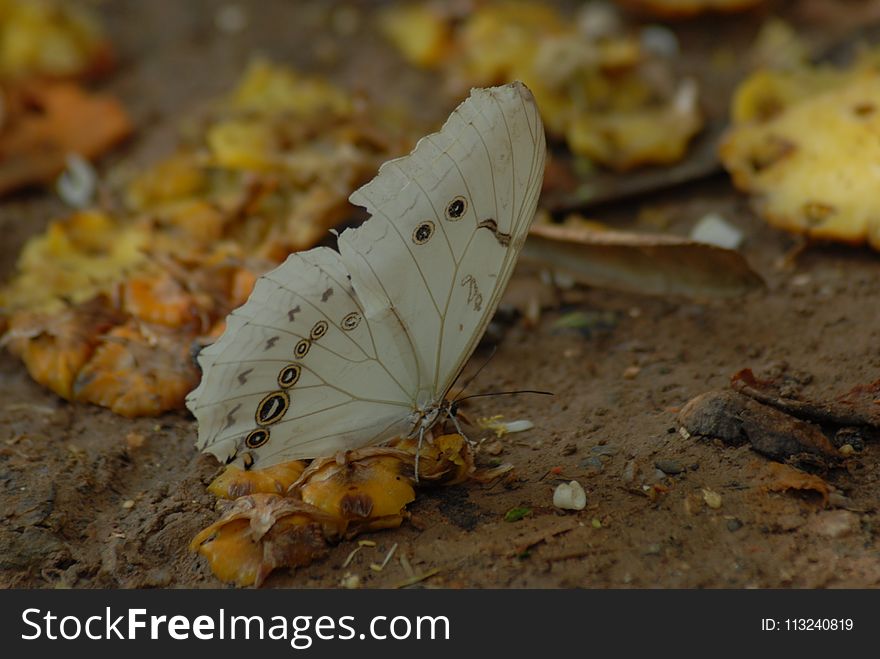 Moths And Butterflies, Insect, Invertebrate, Butterfly