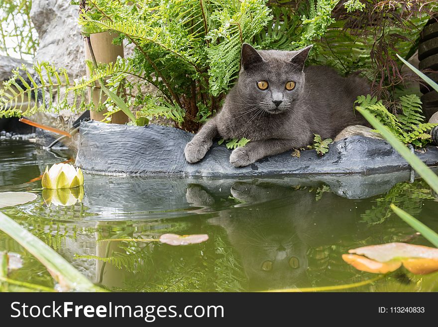 Cat, Fauna, Small To Medium Sized Cats, Chartreux