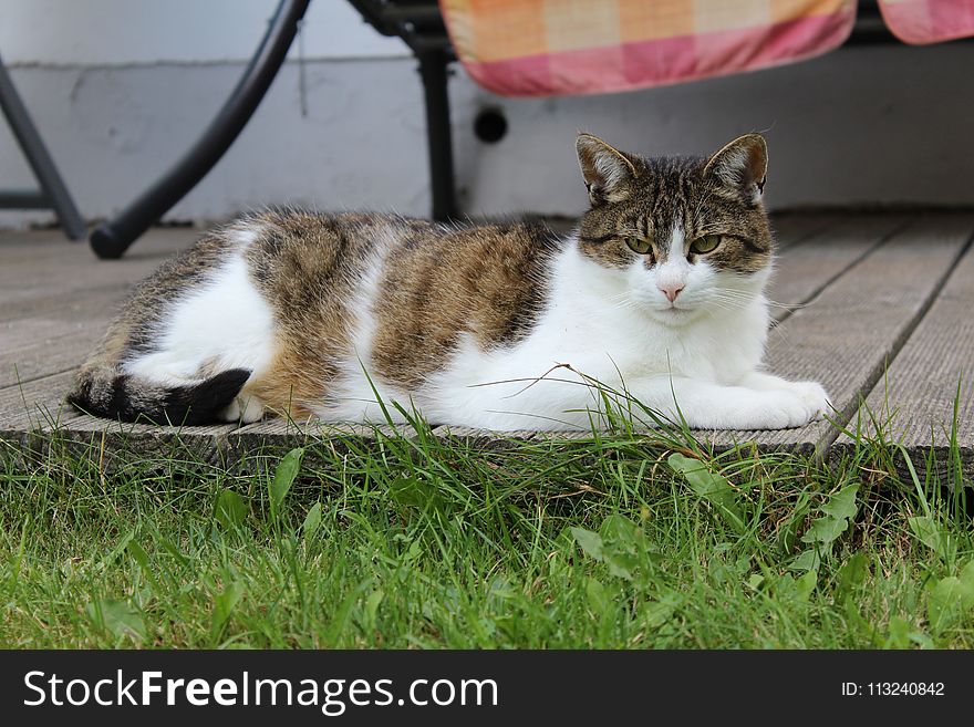 Cat, Fauna, Whiskers, Small To Medium Sized Cats