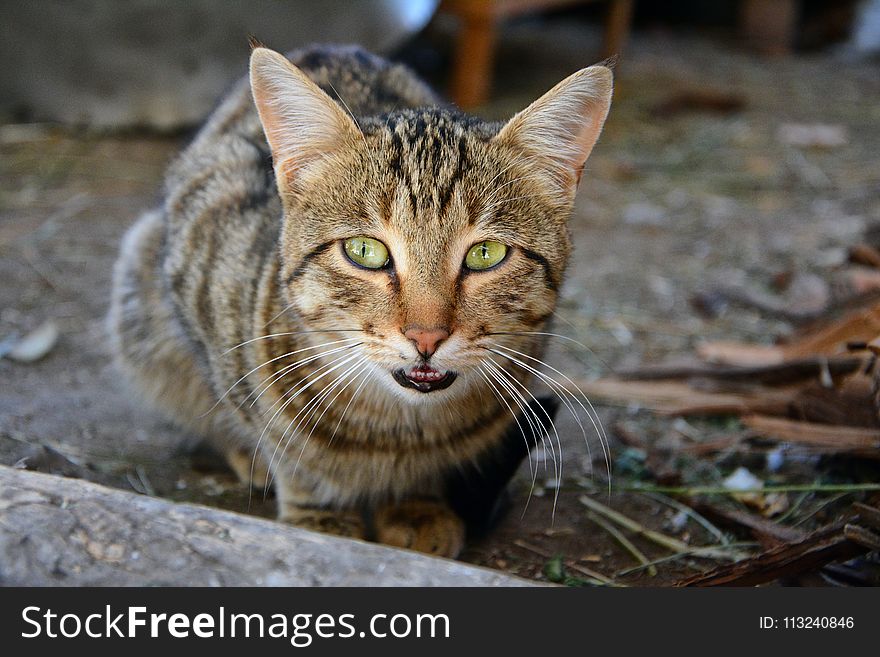Cat, Fauna, Mammal, Whiskers