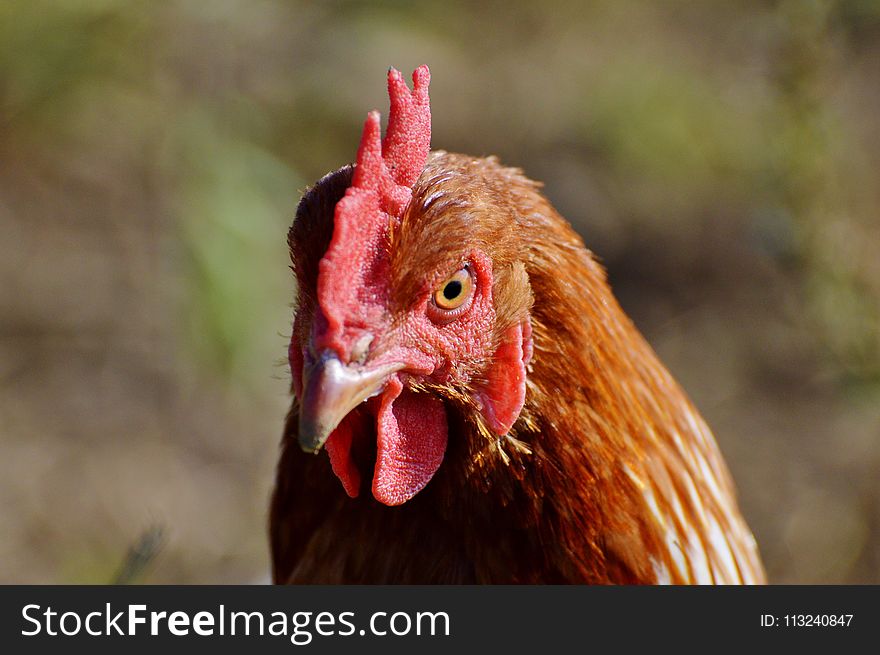Chicken, Beak, Galliformes, Rooster
